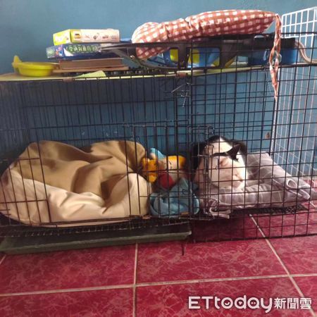 ▲砸錢買新窩！乳牛貓安靜越過「跑去睡鐵籠」　媽氣：故意擺面前了（圖／網友林小姐提供，請勿隨意翻拍，以免侵權。）