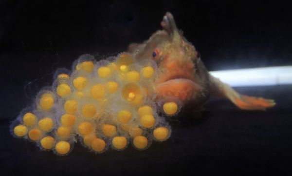 ▲▼ 紅手魚寶寶 。（圖／翻攝自FAcebook／Handfish Conservation Project）