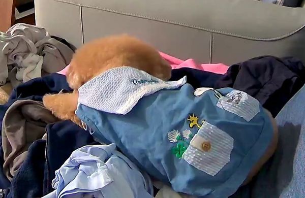d7384796 ▲寵物監視器通知「鏡頭前有人」 飼主一看笑了:是小班還是中班?。(圖/有點毛毛的/飼主Jerry Yeh)