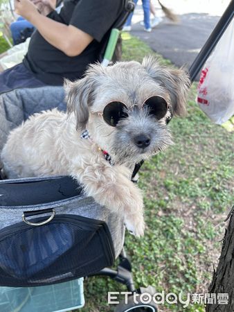 d7384914 ▲▼母愛爆發!貓主子「把狗當親生寶寶」狂舔20分鐘 牠無奈眼神死。(圖/飼主小小媽媽提供)