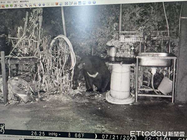 ▲廬山黑熊7月間侵入部落破壞蜂箱嗑蜂蜜。（圖／林業保育署南投分署提供）