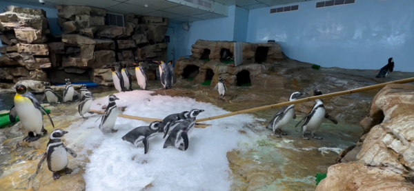 ▲▼動物行為豐富化設施設計大賽作品。（圖／台北市立動物園提供）