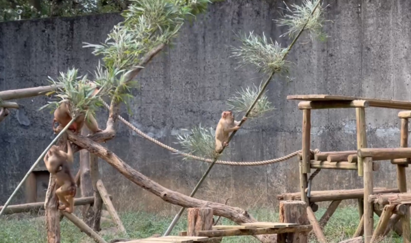 ▲▼動物行為豐富化設施設計大賽作品。（圖／台北市立動物園提供）