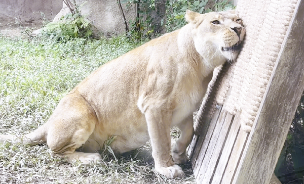 ▲▼動物行為豐富化設施設計大賽作品。（圖／台北市立動物園提供)