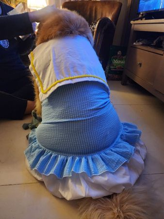 ▲▼阿金穿新衣坐下「擠出腰內肉」　泡芙身形笑翻媽：很對不起設計師。（圖／有點毛毛的／I Love 哞哞＆喳喳粉專提供）