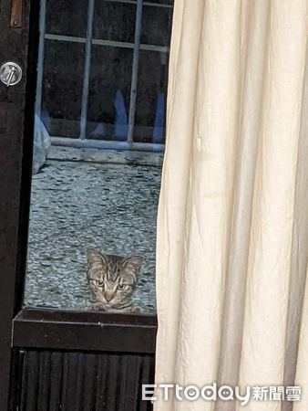 d7385926 ▲▼羨慕有個家!浪浪「隔窗偷看家貓」眼神落寞 她心疼:給一個機會。(圖/網友小嬪提供)