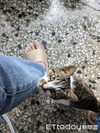 d7385928 ▲▼羨慕有個家!浪浪「隔窗偷看家貓」眼神落寞 她心疼:給一個機會。(圖/網友小嬪提供)