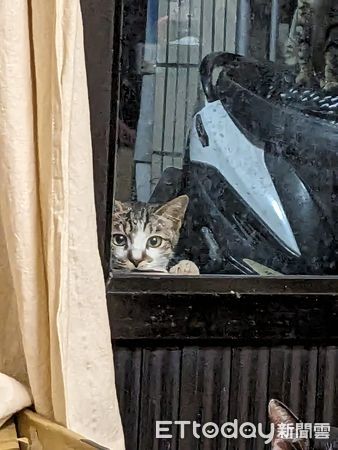 d7385932 ▲▼羨慕有個家!浪浪「隔窗偷看家貓」眼神落寞 她心疼:給一個機會。(圖/網友小嬪提供)