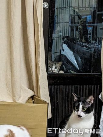 d7385933 ▲▼羨慕有個家!浪浪「隔窗偷看家貓」眼神落寞 她心疼:給一個機會。(圖/網友小嬪提供)
