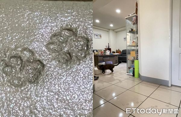 ▲水泥還沒乾浮出肉球印「兇手被抓來比對」　過來人笑噴：這攤歹賺。（圖／飼主林姿余提供）