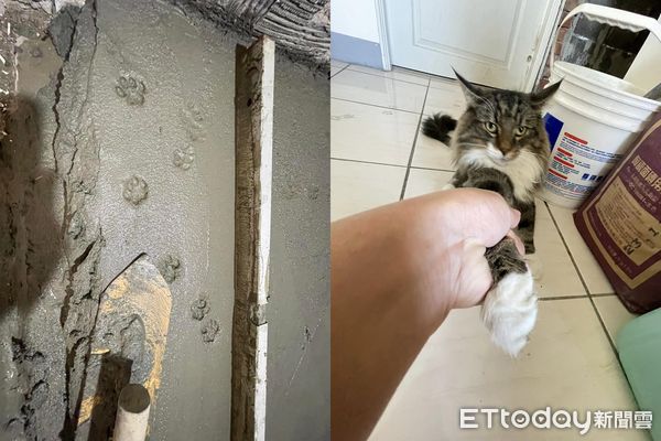 ▲水泥還沒乾浮出肉球印「兇手被抓來比對」　過來人笑噴：這攤歹賺。（圖／飼主林姿余提供）