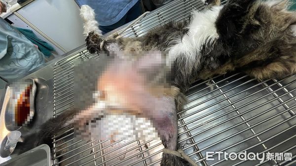 ▲水泥還沒乾浮出肉球印「兇手被抓來比對」　過來人笑噴：這攤歹賺。（圖／飼主林姿余提供）