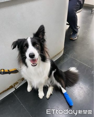 d7386661 ▲▼邊境牧羊犬「阿Q」。(圖/FB粉專「邊牧不牧羊」提供)