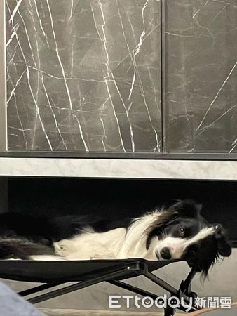 d7386662 ▲▼邊境牧羊犬「阿Q」。(圖/FB粉專「邊牧不牧羊」提供)