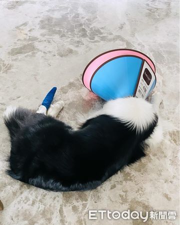 d7386663 ▲▼邊境牧羊犬「阿Q」。(圖/FB粉專「邊牧不牧羊」提供)