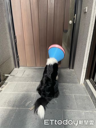 d7386664 ▲▼邊境牧羊犬「阿Q」。(圖/FB粉專「邊牧不牧羊」提供)