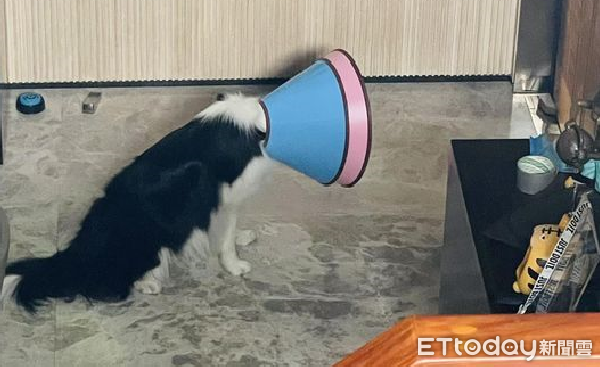 d7386665 ▲▼邊境牧羊犬「阿Q」。(圖/FB粉專「邊牧不牧羊」提供)