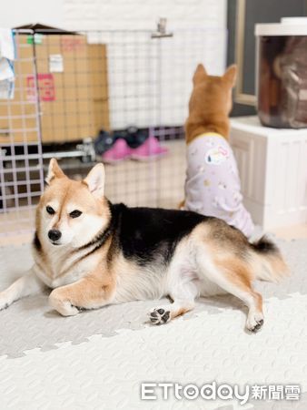 ▲▼準備上床發現「老公被睡走」小三汪囂張放閃　正宮嘆：還穿情侶T。（圖／臉書粉專「柴犬-豆芽菜有橘子」提供，下同）