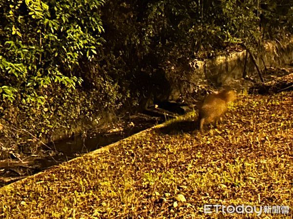 ▲▼以為是狗！南投出現「逃家水豚君」徬徨暴衝　目擊者驚：跑超快。（圖／網友曹先生提供）
