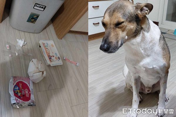 ▲▼米緹調皮拆垃圾桶，飼主回家發現後處罰牠。             。（圖／網友許先生提供，請勿隨意翻拍，以免侵權。）