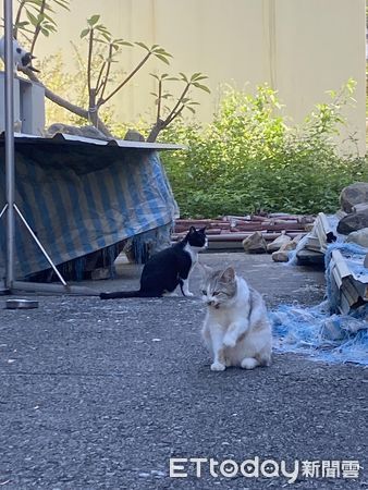 ▲培養感情7天撈回「極品米克斯」　正面照驚豔萬人：有緬因貓潛力。（圖／飼主蔡小姐提供）