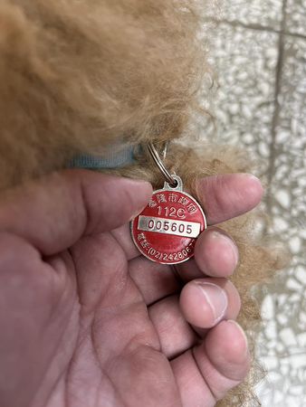 d7389422 ▲剛處理完事故...基隆警撞見「落單紅貴賓」 馬路徘徊表情超無助。(圖/翻攝自Facebook/基隆警馨雲)