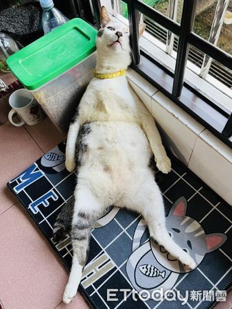d7389704 ▲皮包骨貓收編3年變「啤酒肚大叔」 醉倒窗邊嚇到2.2萬人:壞掉了。(圖/飼主授權提供)