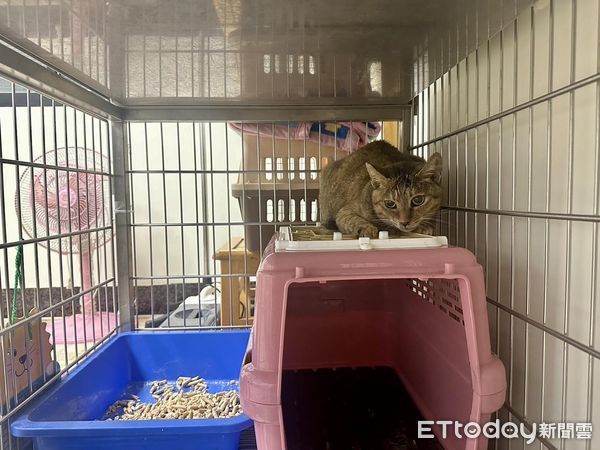 ▲市場浪貓獲救「通報人變認養人」　他揭心疼原因決定收編：很可憐。（圖／粉專「邵柏森-虎哥救援大小事」提供）