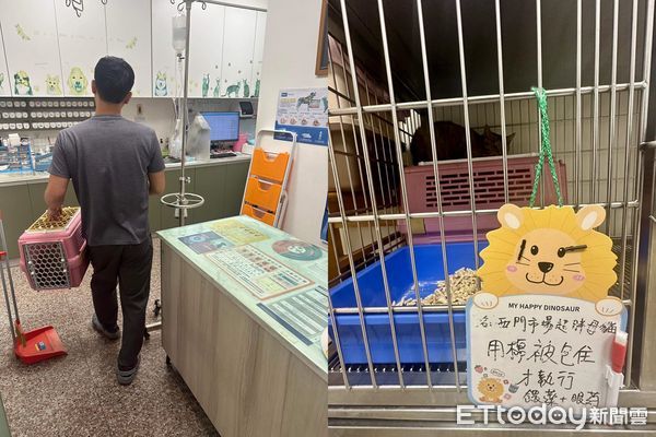 ▲市場浪貓獲救「通報人變認養人」　他揭心疼原因決定收編：很可憐。（圖／粉專「邵柏森-虎哥救援大小事」提供）