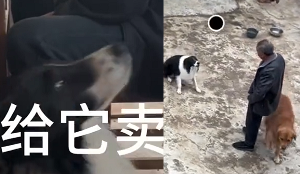 ▲▼邊牧聽到自己要被賣掉超緊張，每天對爸爸狂叫。（圖／翻攝自微博／興安大叔）