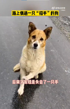 d7390982 ▲▼流浪狗在路邊「攔車」。(圖/翻攝自微博@林成狗)