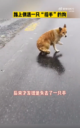d7390983 ▲▼流浪狗在路邊「攔車」。(圖/翻攝自微博@林成狗)
