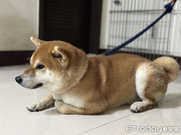 d7391002 迷路差點回不了家!柴柴現在「乖坐門口」等阿公牽繩 1夜間長大(圖/網友鄒小姐提供,請勿隨意翻拍,以免侵權。)
