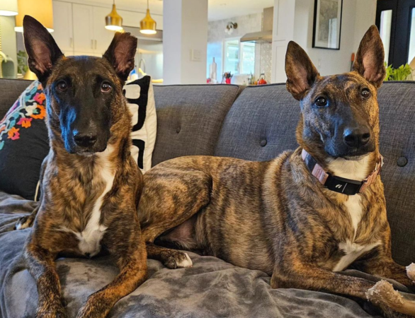 d7391065 中途爸爸的聖誕禮物。(圖/翻攝自IG@marythemalinois)