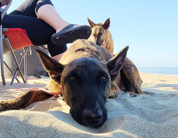 d7391067 中途爸爸的聖誕禮物。(圖/翻攝自IG@marythemalinois)
