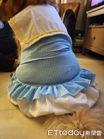 d7391848 ▲為了迎接粉絲!阿金特別換上洋裝…大屁股坐下「腰間肉炸出」尷尬(圖/粉專「I Love 哞哞&喳喳」提供,請勿隨意翻拍,以免侵權。)
