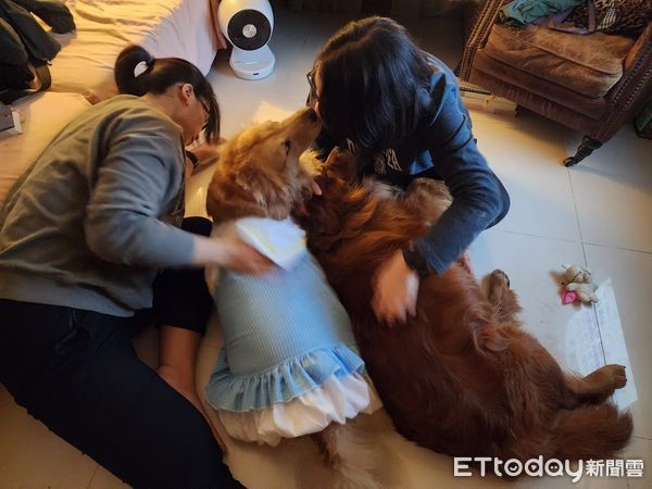 d7391849 ▲為了迎接粉絲!阿金特別換上洋裝…大屁股坐下「腰間肉炸出」尷尬(圖/粉專「I Love 哞哞&喳喳」提供,請勿隨意翻拍,以免侵權。)