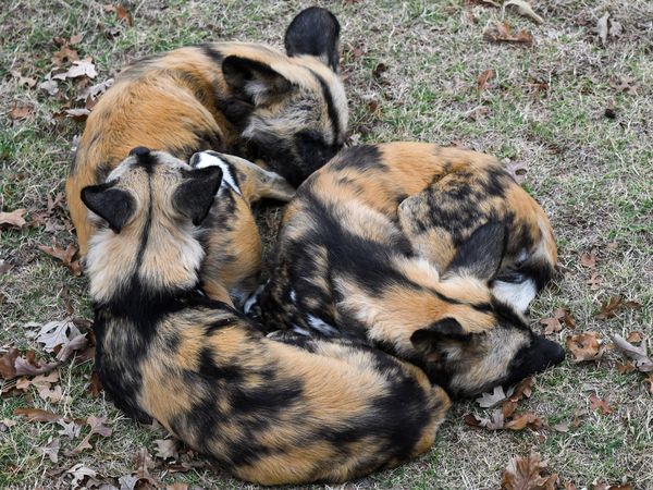 非洲野犬寶寶。（圖／翻攝自臉書@Oklahoma City Zoo and Botanical Garden）