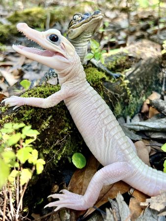 d7391956 白變短吻鱷。(圖/翻攝自臉書@Gatorland Orlando)