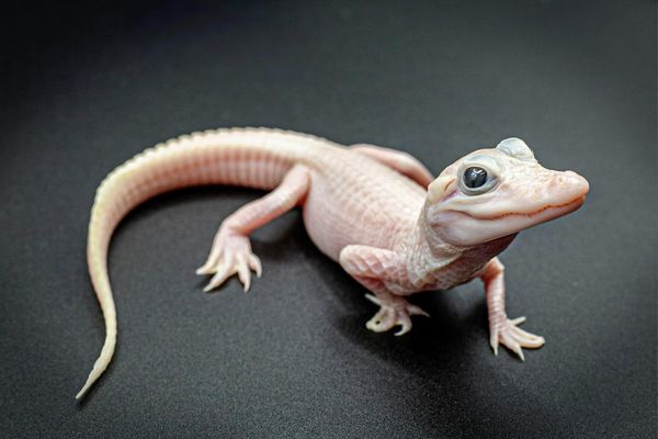 d7391957 白變短吻鱷。(圖/翻攝自臉書@Gatorland Orlando)