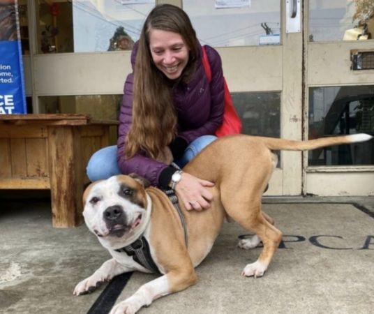 ▲狗狗找到新家 。（圖／翻攝自Facebook／BC SPCA）