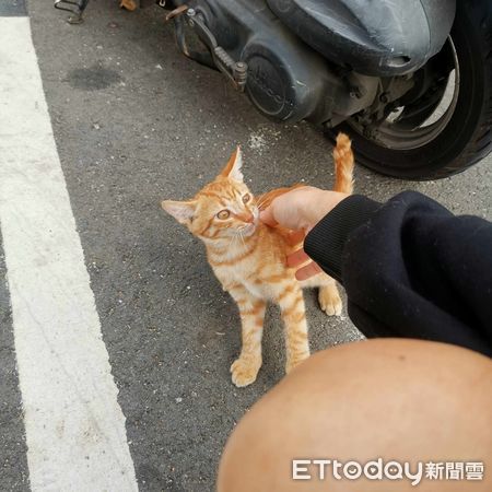 d7392635 ▲小橘貓突上演大型碰瓷「倒在腳上不動了」 她笑:年底詐騙特別多。(圖/粉專「78catus」提供)