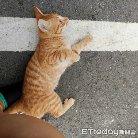 d7392636 ▲小橘貓突上演大型碰瓷「倒在腳上不動了」 她笑:年底詐騙特別多。(圖/粉專「78catus」提供)