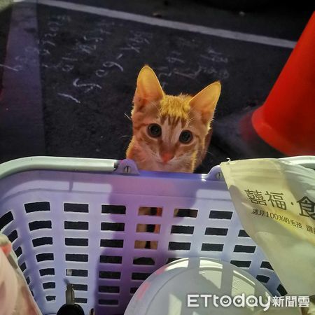 d7392637 ▲小橘貓突上演大型碰瓷「倒在腳上不動了」 她笑:年底詐騙特別多。(圖/粉專「78catus」提供)