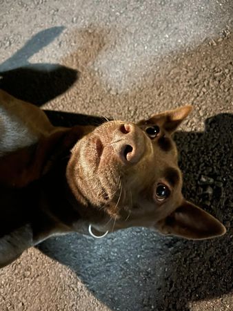 d7392819 ▲低底盤米克斯快7歲...主人突感嘆「有點後悔養你」 原因藏洋蔥。(圖/有點毛毛的/飼主林蒼提供)