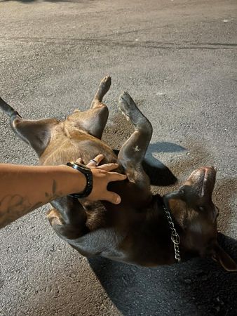 d7392821 ▲低底盤米克斯快7歲...主人突感嘆「有點後悔養你」 原因藏洋蔥。(圖/有點毛毛的/飼主林蒼提供)