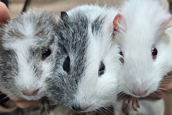 d7393171 ▲▼桃園「非犬貓特寵」認養會16日登場 天竺鼠、蜜袋鼯、球蟒在找家。(圖/桃園市動保處提供)