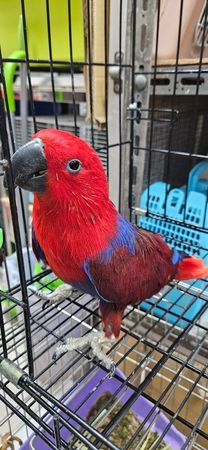 d7393173 ▲▼桃園「非犬貓特寵」認養會16日登場 天竺鼠、蜜袋鼯、球蟒在找家。(圖/桃園市動保處提供)