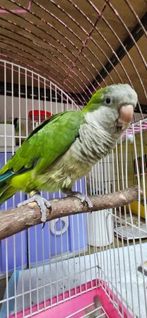 d7393174 ▲▼桃園「非犬貓特寵」認養會16日登場 天竺鼠、蜜袋鼯、球蟒在找家。(圖/桃園市動保處提供)