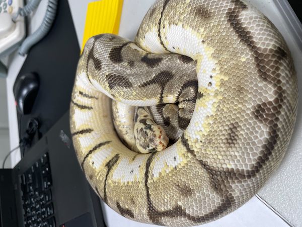 d7393177 ▲▼桃園「非犬貓特寵」認養會16日登場 天竺鼠、蜜袋鼯、球蟒在找家。(圖/桃園市動保處提供)
